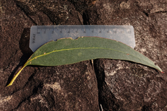 Eucalyptus goniocalyx goniocalyx