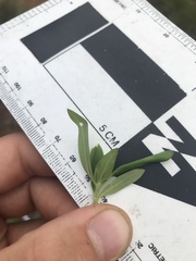 Agathisanthemum bojeri