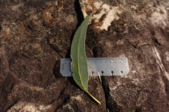 Eucalyptus goniocalyx goniocalyx