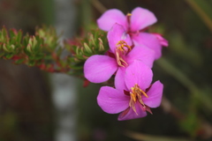 Monochaetum strigosum