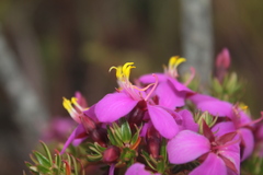 Monochaetum strigosum