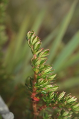 Monochaetum strigosum