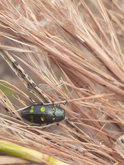 Chrysobothris chrysoela