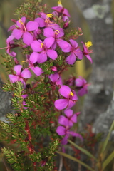 Monochaetum strigosum