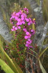 Monochaetum strigosum