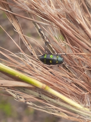 Chrysobothris chrysoela
