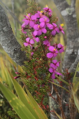 Monochaetum strigosum