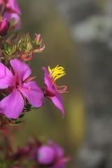 Monochaetum strigosum