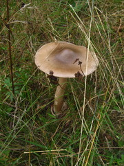 Amanita submembranacea