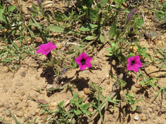 Petunia integrifolia