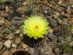 Parodia ottonis