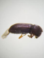 Ptilinus