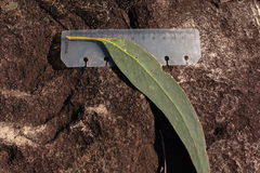 Eucalyptus goniocalyx goniocalyx