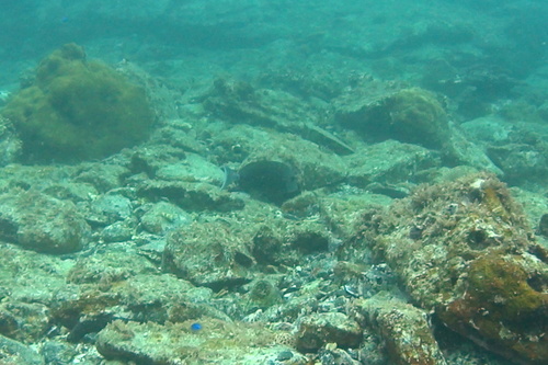 Prionurus scalprum