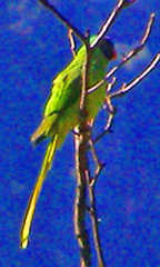 Psittacula himalayana