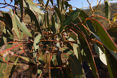 Eucalyptus goniocalyx goniocalyx