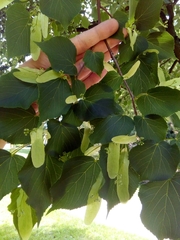 Tilia cordata