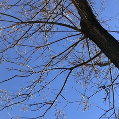 Styphnolobium
