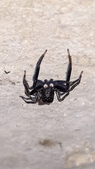 Coryphasia nigriventris