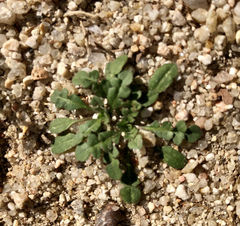 Brassicaceae