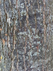 Tilia cordata