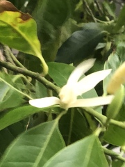 Magnolia × alba
