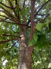Tilia cordata