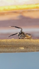 Coryphasia nigriventris