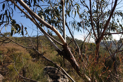 Eucalyptus goniocalyx goniocalyx