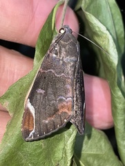 Achaea thermopera