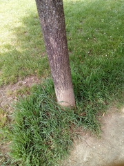 Tilia cordata
