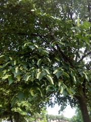 Tilia cordata