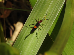 Compsocryptus melanostigma