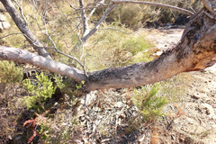 Eucalyptus goniocalyx goniocalyx