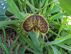 Aristolochia fimbriata