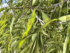 Lonchocarpus longistylus