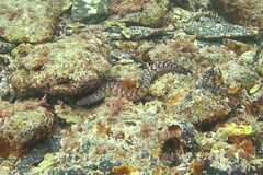 Gymnothorax kidako