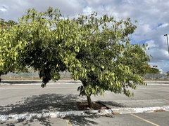 Lonchocarpus longistylus