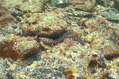 Gymnothorax kidako