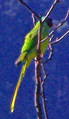 Psittacula himalayana