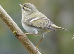 Phylloscopus inornatus