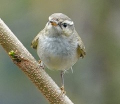 Phylloscopus inornatus