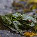 Spikethumb Frogs - Photo (c) Rafael Grajeda-Estrada, some rights reserved (CC BY-NC), uploaded by Rafael Grajeda-Estrada