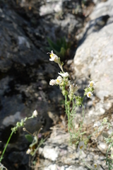 Linaria bubanii