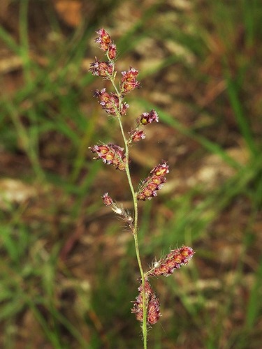 Urochloa serrata image