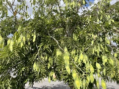 Lonchocarpus longistylus