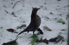 Turdus viscivorus