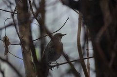 Turdus viscivorus