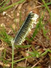 Harpochloa falx image