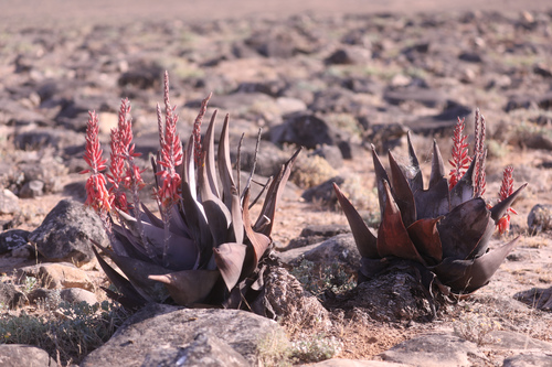 Aloe dhufarensis, photograph 5